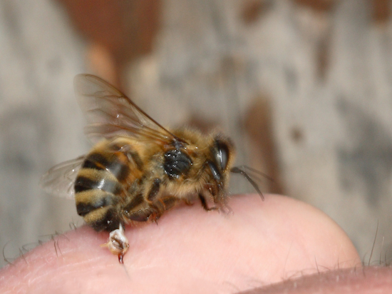 unirse al ejército con alergias a los insectos
