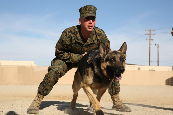 Handler de perros del Cuerpo de Marines MOS 5812