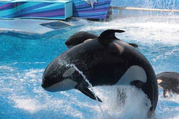 orca del mundo marino